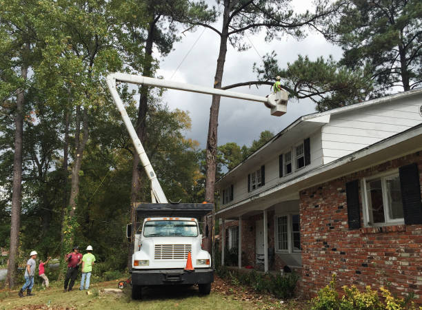 Reliable Blennerhassett, WV Tree Removal Services Solutions